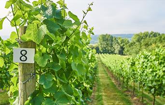 Take a Vineyard Tour with Wine Tasting at Aldwick Estate