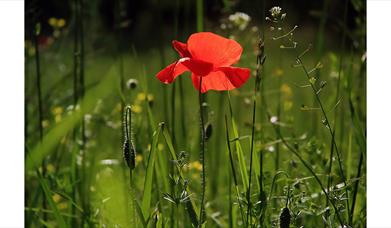 The Northern Slopes Nature Reserve