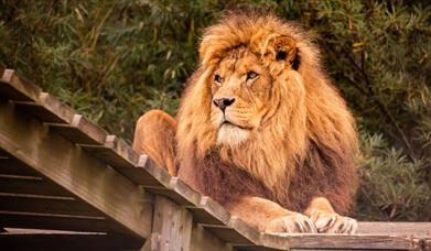 Noah's Ark Zoo Farm
