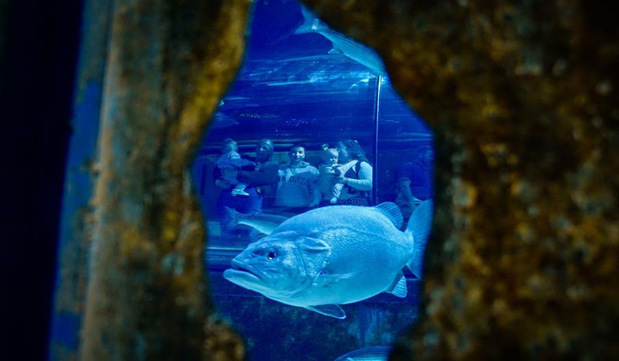 Bristol Aquarium - fish in fish tank