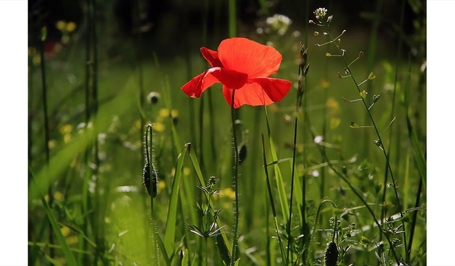 The Northern Slopes Nature Reserve