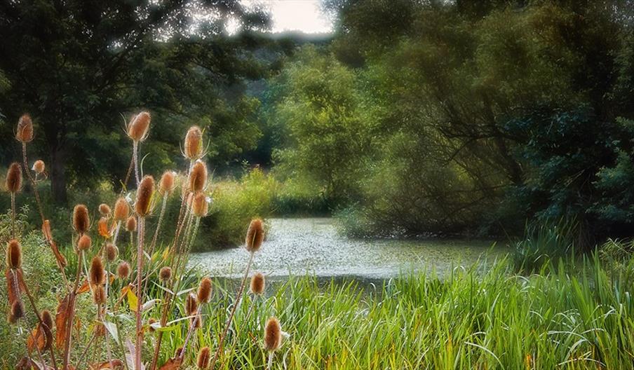 Eastwood Farm Nature Reserve CREDIT Martin Urmson
