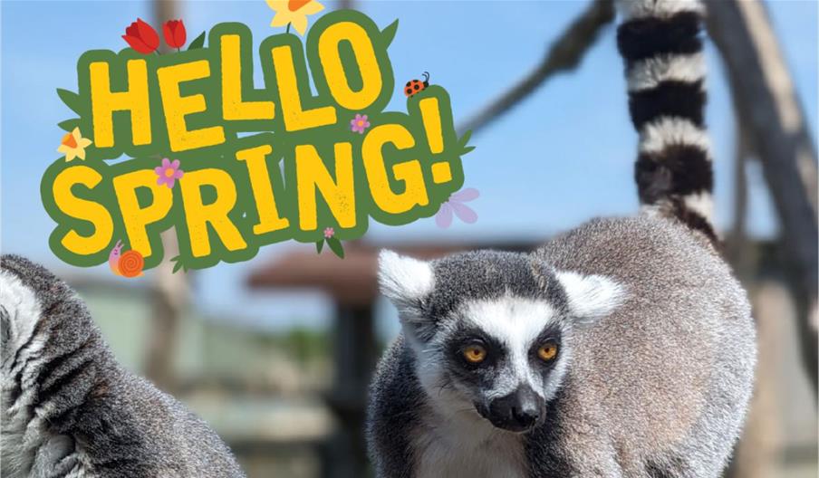 Hello Spring at Noah's Ark Zoo Farm

