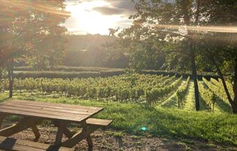 Vineyard with bench