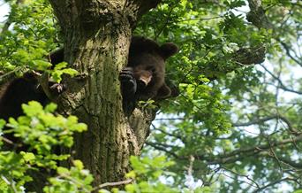 Bear in tree