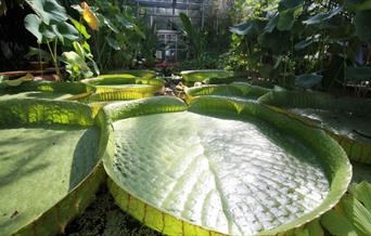 University of Bristol Botanic Garden
