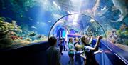 Bristol Aquarium 1