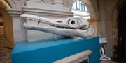 Bristol Museum and Art Gallery Fossil