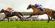 Bath Racecourse horses