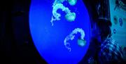 Bristol Aquarium - jelly fish