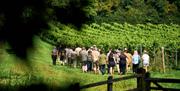 Group at vineyard