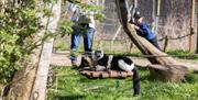 BZP child with white ruffed lemur