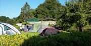 Brook Lodge Farm Camping