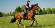 A brown horse and rider cantering through a field with grass and a line of trees and blue skies in the background.