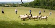 Sheep shepherding