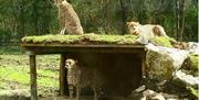 Bristol Zoo Project Team Building: Cheetahs