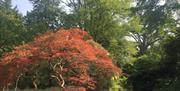 The Botanical Gardens at Royal Victoria Park