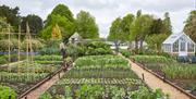 Kitchen Garden