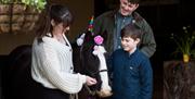 Boy approx. 10 years of age with his parents stroking a small black a white pony, smiling. The pony is wearing a celebratory pointed coloured hat and