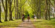 A view of three horses with riders on from behind walking down a path surrounded by green grass. The path is surrounded by an avenue of trees.