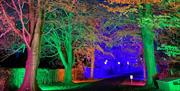 Trees in the estate lit up and a footpath