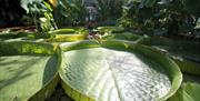University of Bristol Botanic Garden
