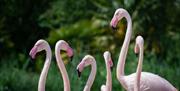 flamingoes