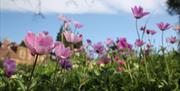Flowers at the University of Bristol Botanic Garden
