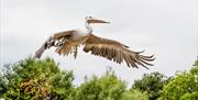 WWT Slimbridge Wetland Centre
