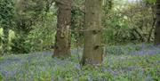 Bristol Zoo Project Team Building: Bluebell Wood