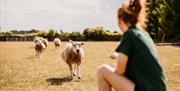 Hand feeding sheep