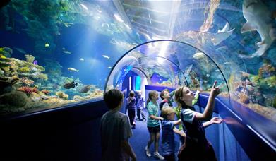 Bristol Aquarium 1