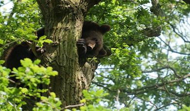 Bear in tree