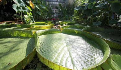 University of Bristol Botanic Garden
