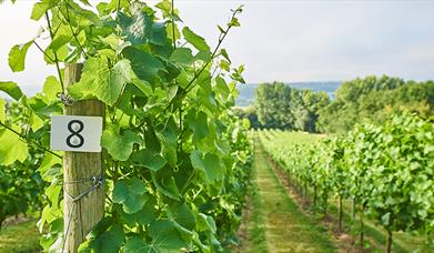 Take a Vineyard Tour with Wine Tasting at Aldwick Estate