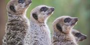 Bristol Zoo Gardens Meerkats