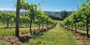 Aldwick Estate vineyard