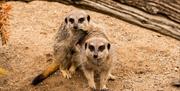 Two meerkats