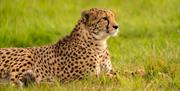 Cheetah lying in grass