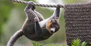 Mongoose lemur hanging upside down on rope