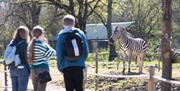 zebra with people in foreground