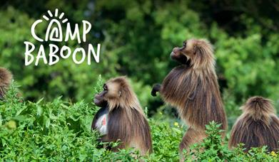 Camp Baboon Wild Place Project
