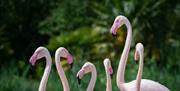 Pink flamingos at Slimbridge WWT