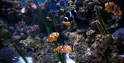 Clownfish at Bristol Aquarium