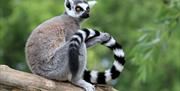 Bristol Zoo Project Team Building: Lemur