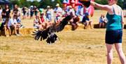 Falconry taking place at festival